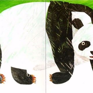 Pandabjörn, pandabjörn